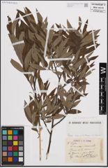 Foto von Salix cinerea L. x Salix viminalis L.
